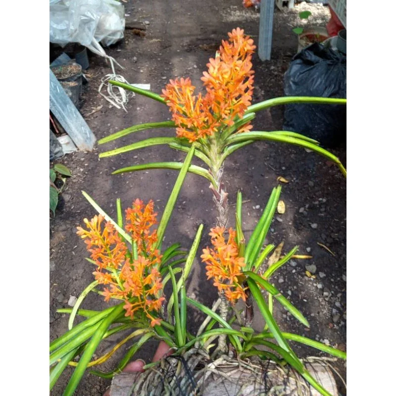 anggrek ascosentrum miniatur - Vanda mini