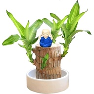 Brazilian Wood Plant Set, Brazilian Lucky Wood Plant with Pandan Statue, Brazilian Wood Hydroponic P