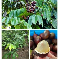 BIBIT POHON MATOA UNGGUL JENIS SUPER PEMBIBITAN BUAH CEPAT BERBUAH