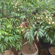 Anak Pokok Kedondong Hybrid / Amra Hybrid