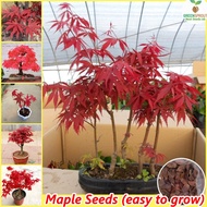 High Quality Seeding Maple Tree Seeds Flower Seeds Bonsai Tree Seeds Potted Live Plants for Sale Garden Flower Plant Seed Indoor Air Purifying Plants Ornamental Real Plants (1Pack Contains 50pcs, Seeds for Planting, Easy To Grow, Singapore Ready Stock)