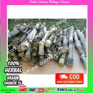bibit pohon terubuk asli/bibit sayuran tebu terubuk/bibit turubuk perikat murah /bibit tebu terubuk
