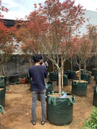 Pusat Pohon Red Maple Besar - American Red Maple