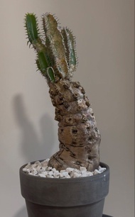 火山大戟 塊根植物