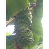 Bibit Bonggol Pisang Kepok Tanjung Jual Bibit Bonggol Pisang Kepok Tanpa Jantung