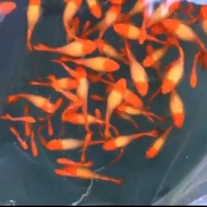 Guppy Albino Gen King Koi Red Ear(Genetik dari Induk King Koi Red Ear)