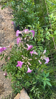 SNT / Tecoma Pink 1 setengah kaki polybag 12x12 / Tanaman / Outdoor Plant