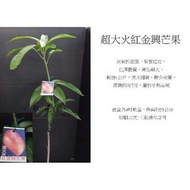 心栽花坊-超大火紅金興芒果/水果苗/嫁接苗/芒果苗/售價200特價160