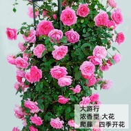 【New store opening limited time offer fast delivery】3Cold-Resistant Rose Seedlings Climbing Vine Everblooming Indoor Pot