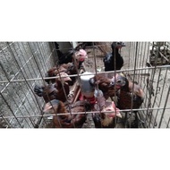 Pelung - Ayam Pelung Anakan Jumbo Berkualitas #Gratisongkir