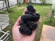 Blackberry แบล็คเบอรี่ B1 ลูกใหญ่ รสหวาน ปลูกได้ทั่วไทย ทนโรคทนร้อน (100 เมล็ด) ต้นไม่มีหนาม เมล็ดใหม่เพาะง่ายจากสวนเรา