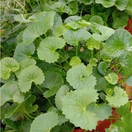 Pokok Ulam Pegaga Kampung