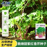 [Imported Vegetables] Fuchsia Parsley Seeds Red Celery Seeds Red Purple Potted Vegetables Balcony Se