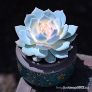 1721New Year's Population Series Pink Blue Bird Succulent Plant Student Edition Potted Plant Easy to