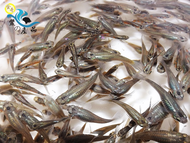 大肚魚 原生孔雀魚 消滅水中孑孓蚊蟲必備品 龍蝦餌料 最少100隻出貨 【現貨供應】