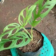 Monstera Janda Bolong | Tanaman Hias Monstera Janda Bolong