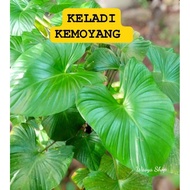Keladi kemoyang hutan