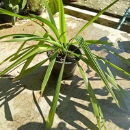 Bawang dayak, banyak khasiat perubatan