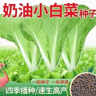 Four Seasons Small Cabbage Seeds Cream Instant Cabbage Seeds Courtyard Vegetable Seeds Cream Instant