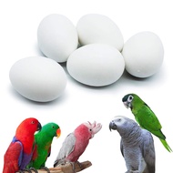5 Pcs Solid Parrot Plastic Eggs Hatching Eggs Mini Macaw Amazon Cockatoo African Grey Eclectus. Tric