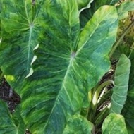 COLOCASIA MORNING DEW