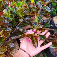 tanaman hias begonia coklat - begonia bunga - begonia coklat