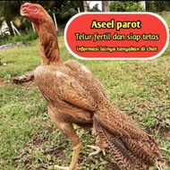 telur ayam bangkok aseel parot