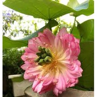 Royal lotus seeds 8 seeds 8 colors