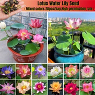 20pcs /bag Mix Colour Lotus Water Lily Seed Real Bowl Lotus Seed Water Lily Plant Seeds Lotus Flower