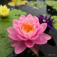 New Style Lotus Benih Lotus Mangkuk Bowl Lotus Seed Hydroponic Plant Indoor Green Plant Potted Color