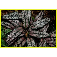 ☏ ◰ ◄ 【COD】10pcs Rare Calathea Seeds Air Freshening Plants Seeds #SW20