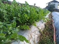 Daun ketumbar/ wansuy / calliander 200 grm fresh