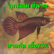 ปลากัดอีสานลูกผสมสีนาค เชื้อ25%