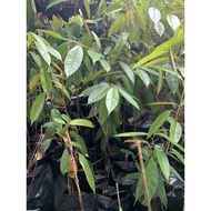 Anak pokok Durian Black thorn,Musang king,D24,Udang Merah