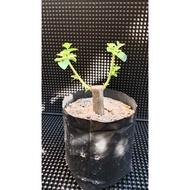 Bahan Bonsai Premna Microphylla Sancang - Keratan Stabil & Berakar Padu (Size Mini)