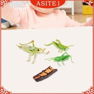 [ Locust Life Cycle Set Growth Cycle Lifelike Preschool Growth Cycle Figures Science Toy for Kids Boy Girls Themed Party Favors