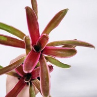 現在很粉之積水鳳梨板植│陽台植物│喜光植物│觀葉植物