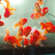 Ikan Mas Koki Merah Jumbo | Ikan Hias Aquarium