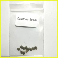 ☎ ✙ ∏ 【COD】10pcs Rare Calathea Seeds Air Freshening Plants Seeds #SW16
