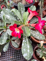 Adenium desert rose white/red flower 富贵花small size real plant free extra organic fertilizer 0.5kg free delivery