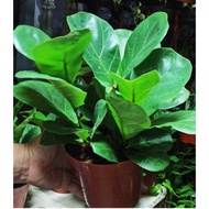 Real Plants Fiddle Leaf Fig Ficus Lyrata Pokok Fig Indoor Plants Pokok Hiasan Rumah Pokok Hidup 琴叶榕