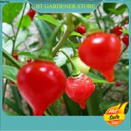 15 PCS Benih Cili 007-BIQUINHO/CHUPENTIHO RED/Pepper Chili Seeds Ready Stock Sarawak 樱桃红辣椒种子