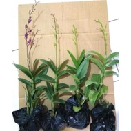 Paket Murah 4 Anggrek Dendrobium -Tanaman Hidup Tanaman Hidup-,Bunga