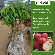 [Ready Stock] Pokok Laici Tanpa Biji, Anak Pokok Laici Buah Super Mudah Tumbuh TD Farm