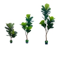 READY STOCK READY STOCK Artificial Ficus Lyrata Fiddle-Leaf Fig Tree