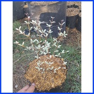 ❏ ➠ ◎ AFRICAN TALISAY FOR SALE