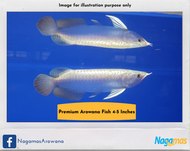 Nagamas - Premium Golden Crossback Arowana Fish (1 unit - around 4-5 inches)