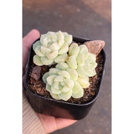 Blue snow stone lotus (lotus variety)