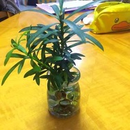 羅漢松盆栽 水種