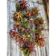 T. love knot. airplant tillandsia